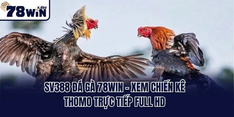 Sv388 Đá Gà 78win - Xem Chiến Kê Thomo Trực Tiếp Full HD 4 Sv388 Đá Gà 78win - Xem Chiến Kê Thomo Trực Tiếp Full HD